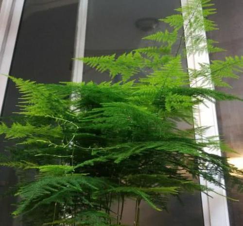 文竹喜欢太阳吗？（揭秘文竹日光浴的真相）