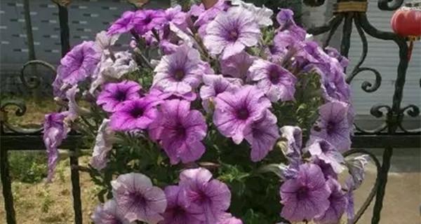 寻找矮牵牛花的替代者（探寻和矮牵牛花相似的花卉种类）