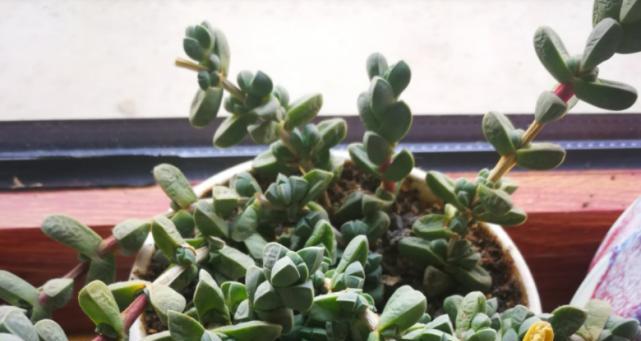 鹿角海棠换盆后多久浇水一次（科学养护方法让植物健康成长）