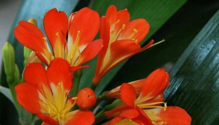 宠爱之花——康乃馨的花语（表达爱意，传递真情，康乃馨的花语让爱更加浓郁。）