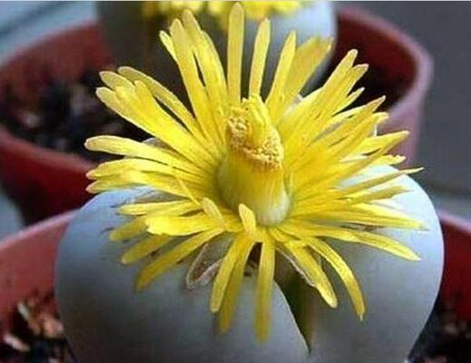 屁股花的养殖方法（快速生长，美丽绽放！）