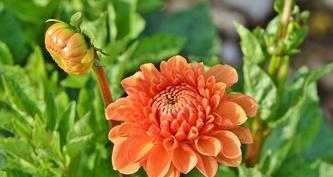 大丽花开花时间及养护方法详解（了解大丽花的开花时间及养护技巧，让你的花园更加绚丽多彩）