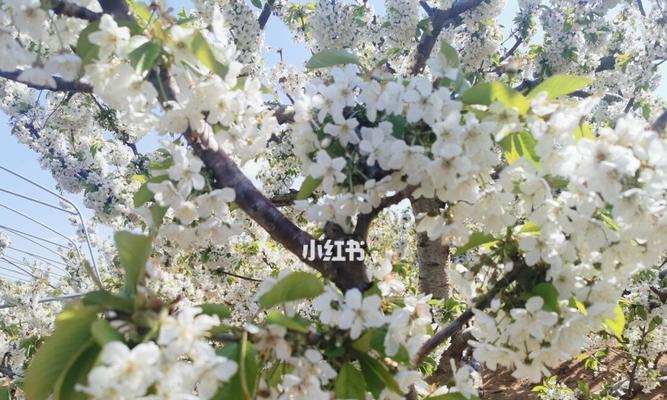 樱桃树的开花时间及影响因素（探究樱桃树开花的原因、时间和区域差异）