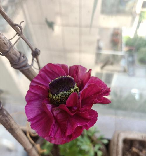 探究芹叶牡丹的种子是否存在