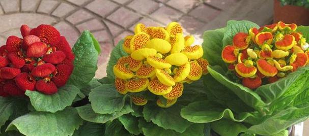 开运之花——金银花的花语（揭秘金银花的发财花语及文化内涵）