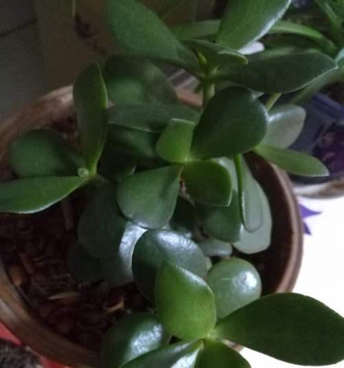 燕子掌掉叶子怎么办？——植物养护小技巧