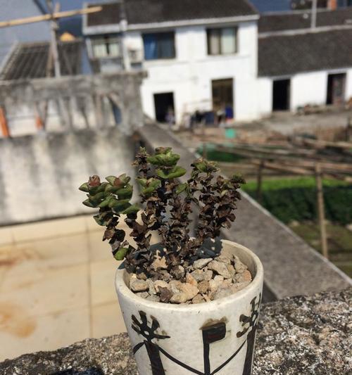 黑土适合种多肉吗？（探究黑土的适宜植物以及多肉植物栽培技巧）