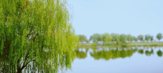 柳树的生长习性及其生长环境条件（探寻柳树的特点与独特之处）