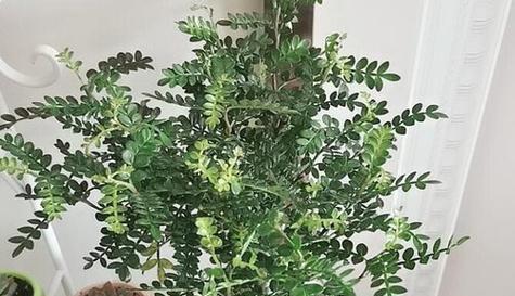 打造清香木的养护技巧（从土壤到施肥，助你成为优秀的清香木养护达人）