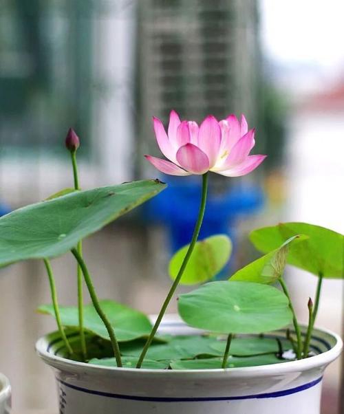 如何种植睡莲盆栽？（注意事项和步骤一文全解析，睡莲花开美丽不再难）