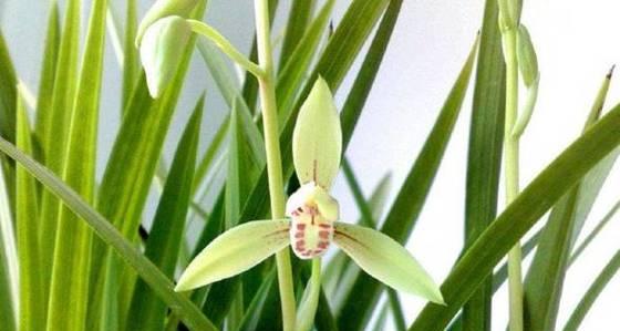 兰花开花的颜色和形态（探秘兰花的多彩面貌）