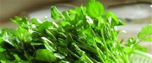 油菜和糖菜，不一样的菜（探究油菜和糖菜的区别，你真的了解吗？）