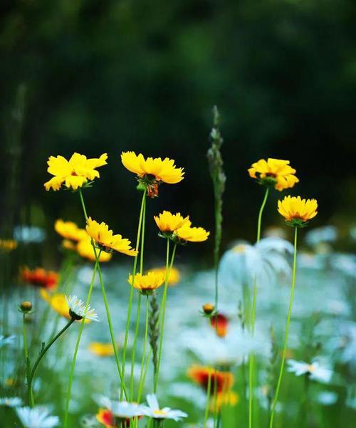 自信花开（探究代表自信的花卉及其象征意义）