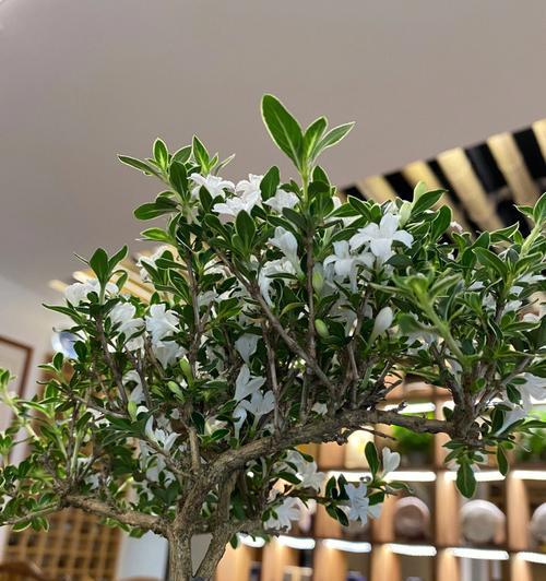 六月雪会开花吗？——揭秘六月雪的花期奥秘（探寻六月雪开花的条件和特点，解析其美丽背后的自然秘密）