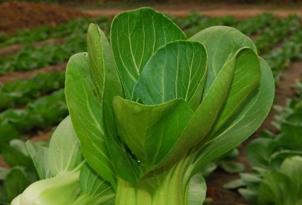 青菜（青菜的生态特征和生长习性）