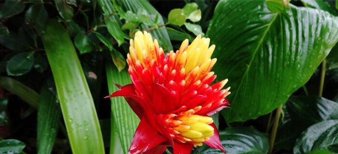 探秘凤梨花的花期（了解凤梨花的开花时间和生长习性）