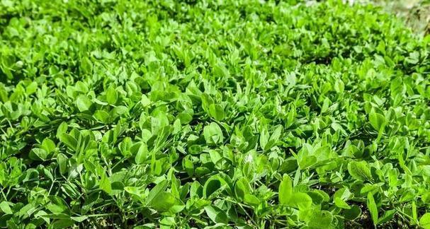 花生种植的最佳时间（掌握花生种植时间，丰收更轻松）