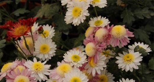 室内九月菊栽培指南（教你打造美丽的室内花园，九月菊不再局限于户外）