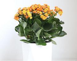 一年四季常开花的盆栽花卉（让家里时刻芬芳的多肉植物）