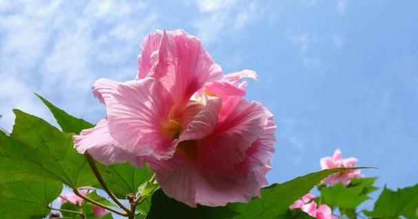 揭秘兰州市花，水仙花（探究水仙花的历史、特点、栽培、用途以及在兰州的象征意义）