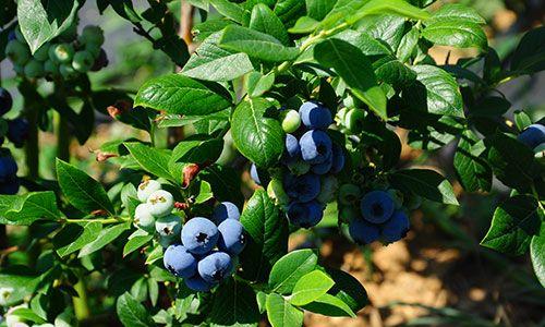 蓝莓采摘季节（蓝莓树、采摘时间和技巧）