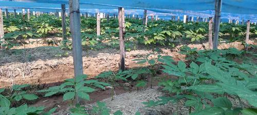 人参的种植与管理（如何种植出高质量的人参种？）