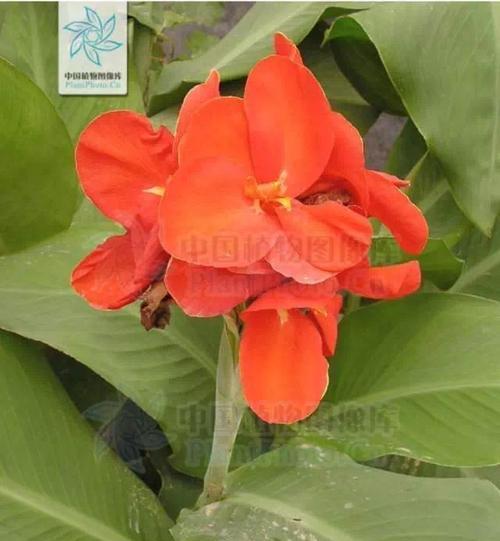 美人蕉花期多长时间？（了解美人蕉花期，尽享花海美景。）