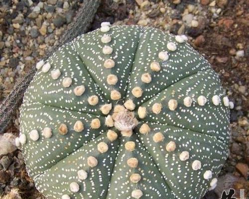 星兜上盆时间与养护方法（打造盆栽新风尚，掌握养护诀窍不再难）