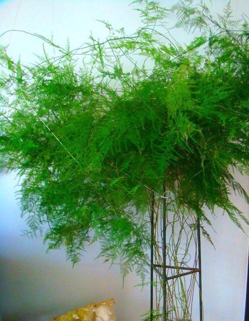 文竹的生长规律详解（一年内可长多高？如何快速生长？）