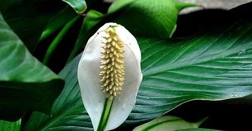 白鹤芋不开花该怎么办？（教你轻松解决白鹤芋不开花问题）