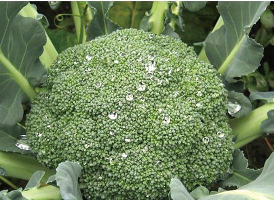 夏天可以种花菜吗？（适合夏季种植的花菜品种及注意事项）