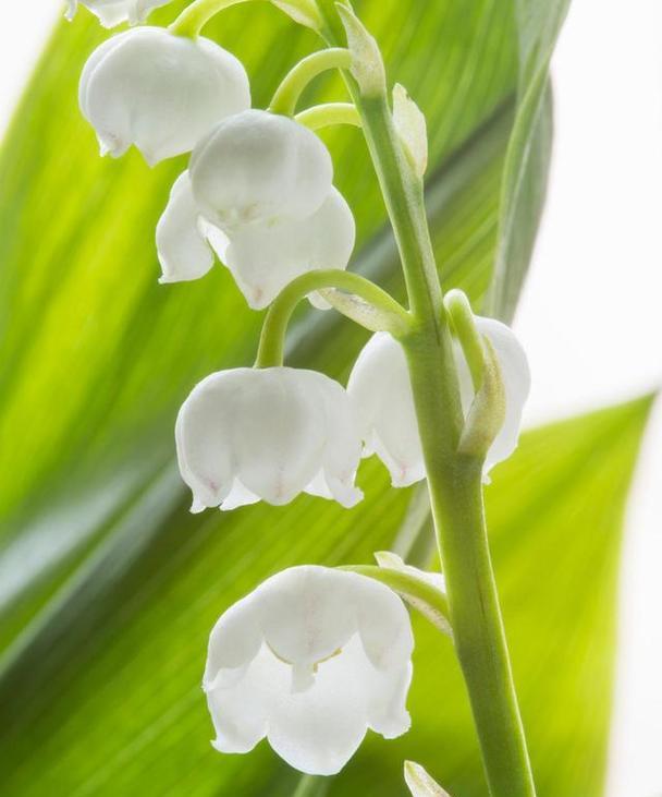 探寻铃兰花的奇妙色彩世界（探寻铃兰花的奇妙色彩世界）