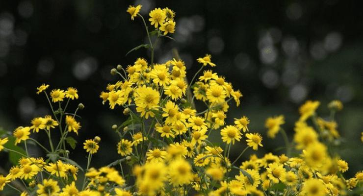 绚烂多彩的野菊花（探秘野菊花的多种颜色）