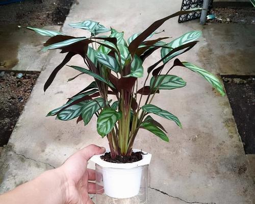 飞羽竹芋叶尖干枯的原因与处理方法（如何预防飞羽竹芋叶尖干枯？掌握这些小窍门！）