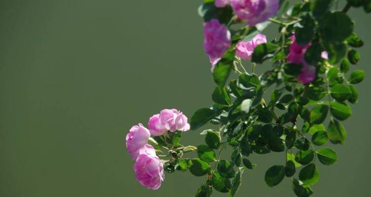蔷薇花的花期及特点（了解蔷薇花的盛放时间及品种特点）