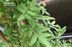 探秘金沙藤的神奇功效与作用（揭开金沙藤的健康密码，助您健康生活）