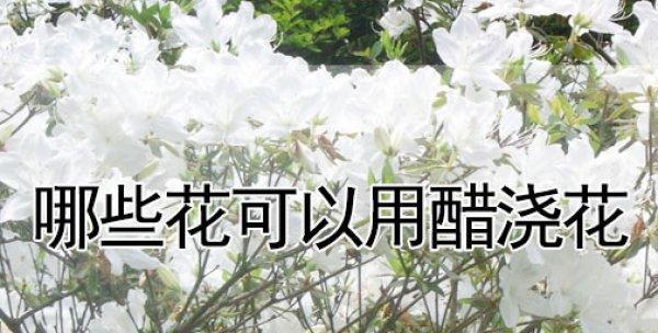 醋浇花可行吗？正确方法揭秘！（食用醋浇花的正确使用方法与注意事项，你需要知道的15个要点。）