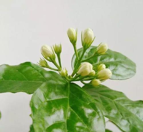 虎头茉莉的养殖方法和养护要点（打造花园中的明珠）