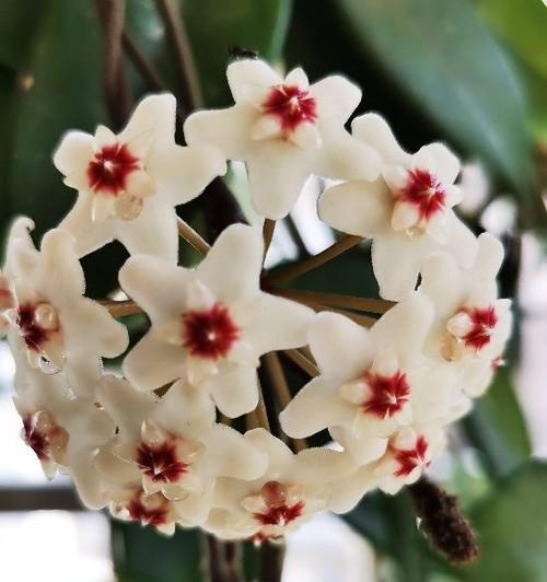 花卉阳光需求大比拼（探究菊花的阳光需求）