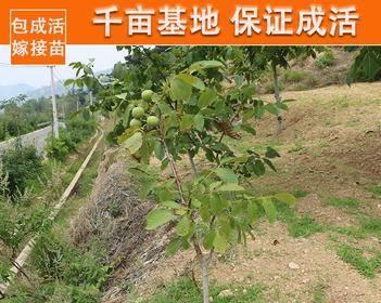 如何提高核桃树嫁接成活率（掌握正确嫁接时间，选择优质接穗，提高成活率）