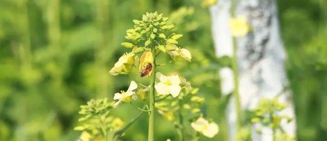 油菜花不仅仅是完全花（探究油菜花的“多面性”）