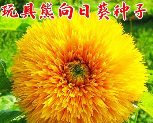 向日葵种子的收获和留种方法（如何收获和留下优质的向日葵种子）
