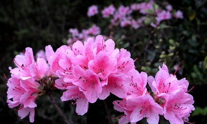 映山红开花时间及花期多长时间（盛夏的美丽与短暂——探寻映山红的花期特征）