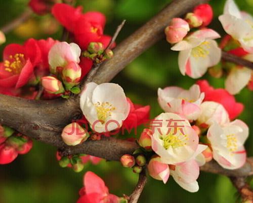 四季梅花的花期及生长习性（揭秘四季梅的开花时间和品种特点）
