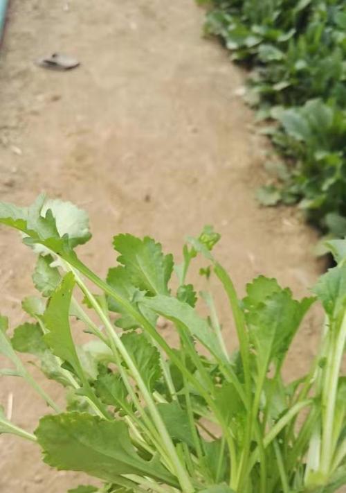 大滨菊种子的最佳播种时间（掌握大滨菊种子的种植技巧）