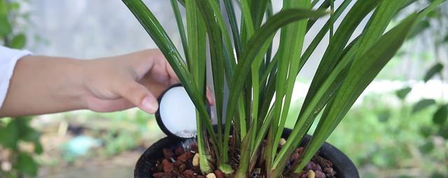兰花移植的时间与方法（关键掌握，让兰花生长更健康）