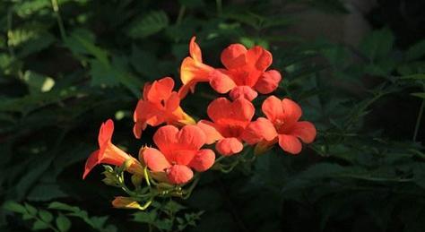 冬天的凌霄花为什么会掉叶？（探究凌霄花冬天掉叶的原因及其对植物生长的影响）