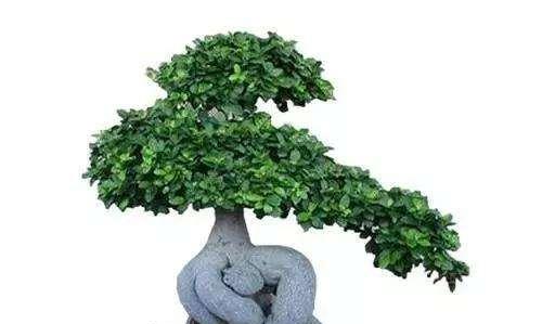 蓬莱松的上盆时间与养护方法（打造美丽盆景，从蓬莱松开始）