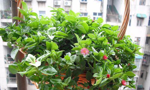 冬季吊兰的养护（室内养护小技巧）