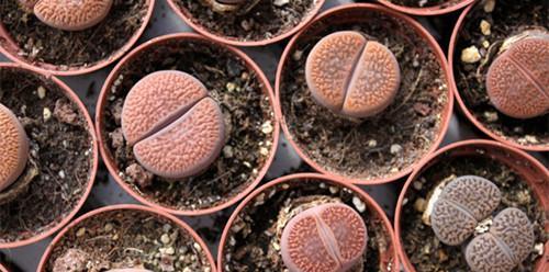 石生花浇水时间和正确方法（让你的石生花更加茁壮成长的8个技巧）